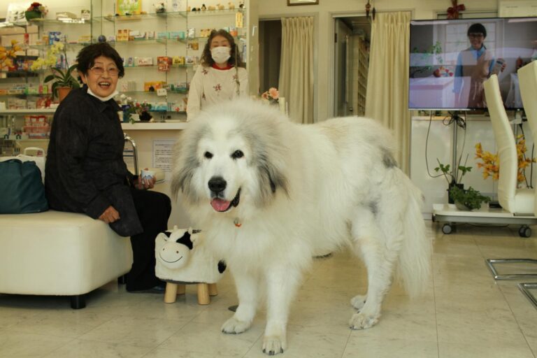 Great Pyrenees dog with Asian women in an indoor clinic. Ideal for pet and healthcare themes.