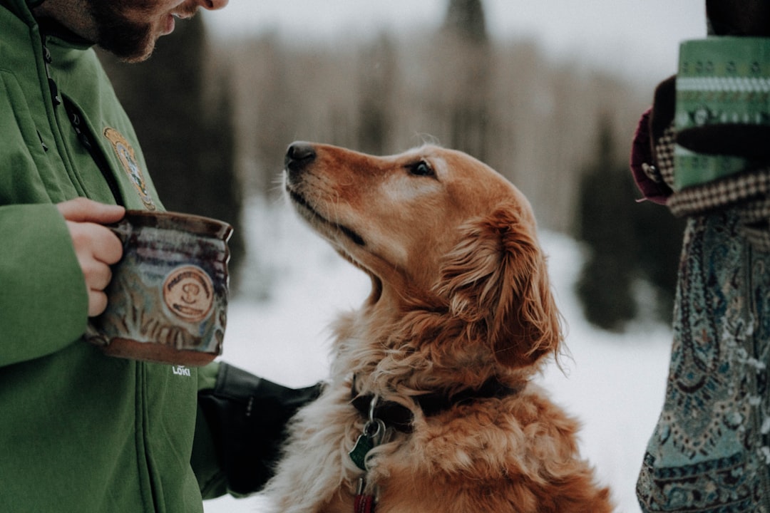 Golden Retriever im Freien