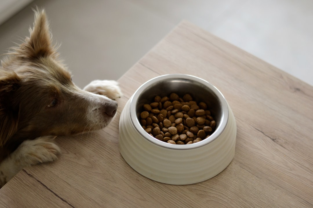 Hund vor einem Futternapf – Symbolbild für die fachliche Prüfung einer Hundefutter-Rezeptur