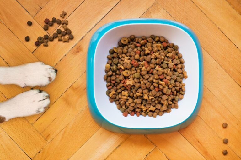 Hund wartet vor einem Futternapf – Symbolbild für die Entwicklung von Hundefutter